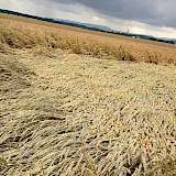 Quelle: LWK Niedersachsen
